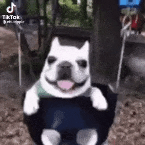 a dog is smiling while sitting on a swing .