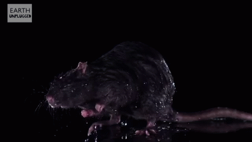 Rat After A Shower GIF - Rat Animal Shake GIFs