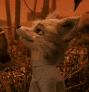 a fox wearing a shirt and tie is looking up
