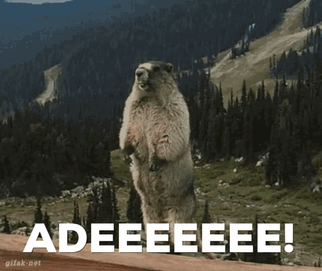 a picture of a groundhog standing on its hind legs with the words adeeeee on the bottom