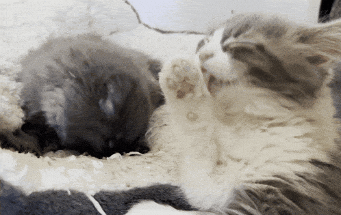 two cats are laying on a blanket and one is scratching its paw