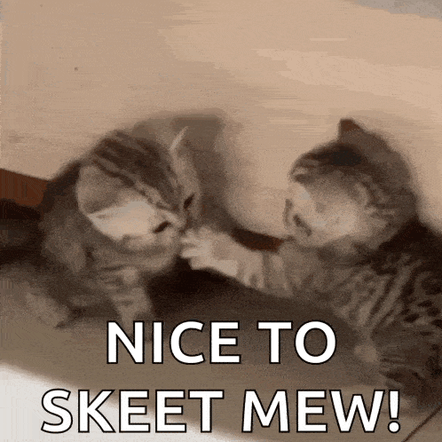 two kittens are playing with each other on the floor and one of them is saying `` nice to skeet mew ! ''
