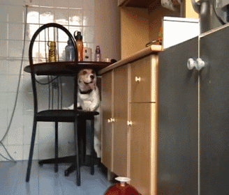 a small dog is sitting on a chair in a kitchen