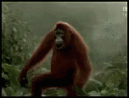明天不上班 GIF - Orangutan Dance Weekend GIFs