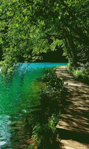 Water Forest GIF - Water Forest Calm GIFs