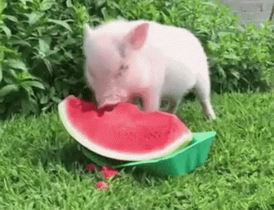 Cocomero Anguria Angurie Porcellino Maialino Mangiare Cibo Frutta Dieta Dimagrire GIF - Watermelon Pig Eating GIFs