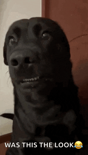 a black dog with braces on its teeth is making a funny face and says was this the look .