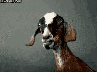 Goat What GIF - Goat What Huh GIFs