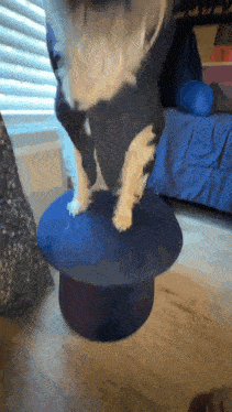 a small dog is standing on a blue top hat