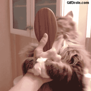 Brush Me! GIF - Cats Funny Love GIFs