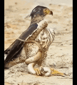 a bird is holding a snake in its beak while standing in the dirt .