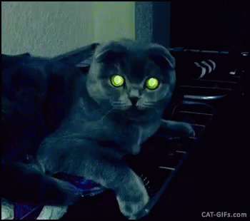 Cat Shine GIF - Cat Shine Eyes GIFs