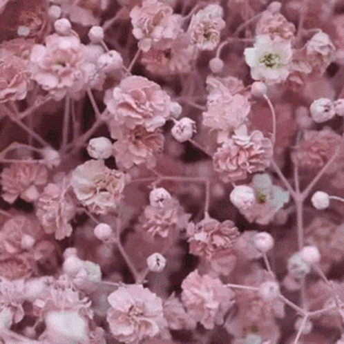 Flower Bouquet Delivery GIF - Flower Bouquet Delivery GIFs