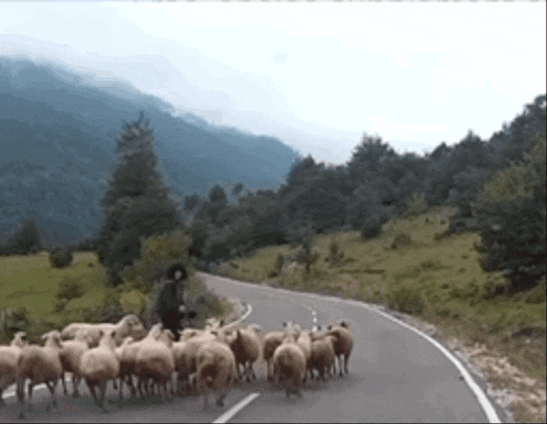 Sheep Lamb GIF - Sheep Lamb Shepherd GIFs
