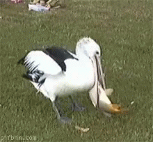 Pelican The Struggle Is Real GIF - Pelican The Struggle Is Real Fuck It GIFs