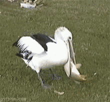 a pelican is holding a fish in its beak