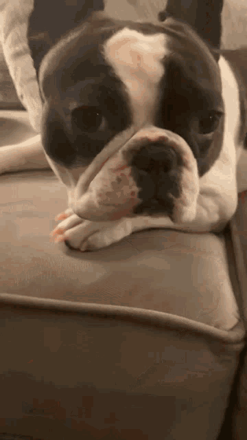 a black and white dog laying on a couch with its head on its paws