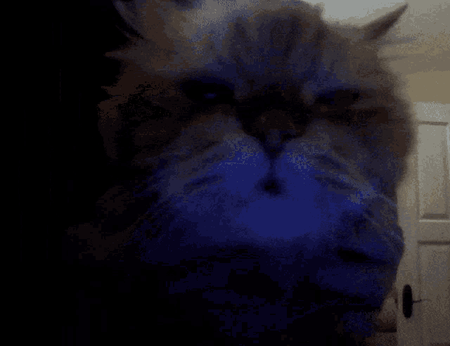 a cat with blue smoke coming out of its nose