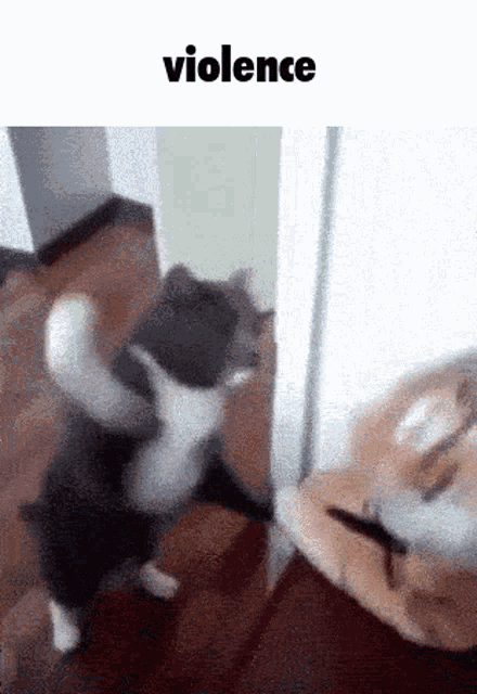 a black and white cat is standing on its hind legs with the word violence above it