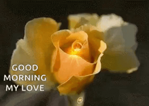 Good Morning My Love GIF - Good Morning My Love Yellow Rose GIFs