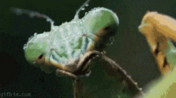 Lizard Vs Praying Mantis GIF - Lizard Praying Mantis Lizard Eating GIFs