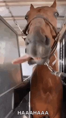 a horse sticking its tongue out in a cage .