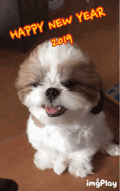 a small brown and white dog with a happy new year 2019 greeting on it