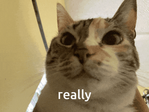 a close up of a cat 's face with the word really on the bottom