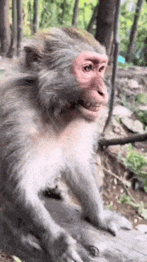 a close up of a monkey sitting on a log with its mouth open