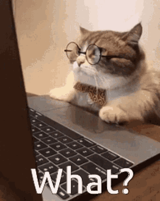 What Cat GIF - What Cat What Cat GIFs