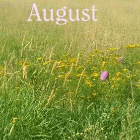 August Field GIF - August Field Breeze GIFs