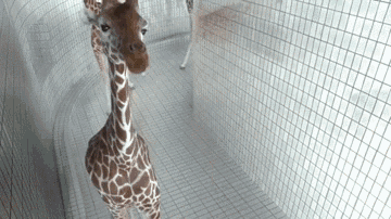 a giraffe is standing in a cage and looking at the camera