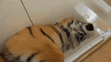 Big Cats Are Still Cats After All GIF - Tiger Cat Surprised GIFs