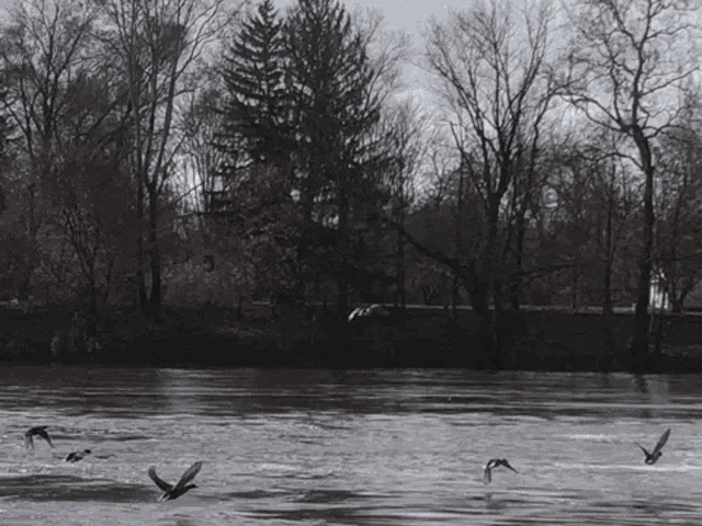 a group of ducks are flying over a body of water