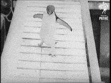 a black and white photo of a penguin walking on a boardwalk