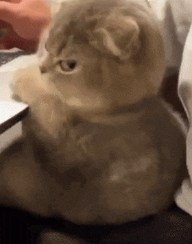 a cat is sitting on a person 's lap looking at something .