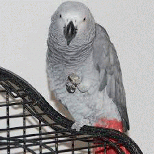 Parrot Animals Gray GIF - Parrot Animals Gray GIFs