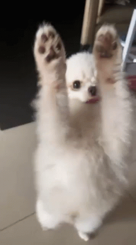 Pomeranian Dog GIF - Pomeranian Dog Dancing Dog GIFs