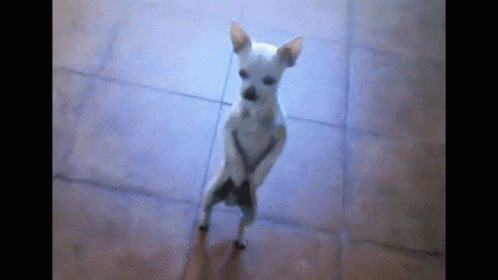 Dance Chihuahua GIF - Dance Chihuahua Dancing Dog GIFs
