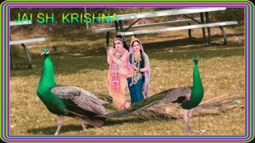 Jai Sh Krishna Chicken GIF - Jai Sh Krishna Chicken Hinduism GIFs