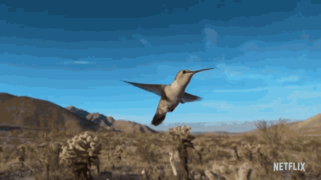 Flying Life In Color With David Attenborough GIF - Flying Life In Color With David Attenborough Waving Wings GIFs
