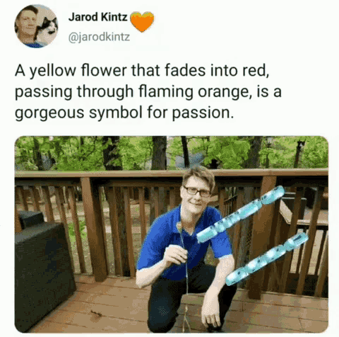 a yellow flower that fades into red passing through flaming orange , is a gorgeous symbol for passion