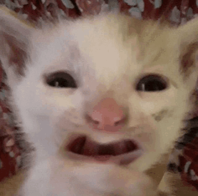a close up of a kitten 's face with its mouth open making a funny face .