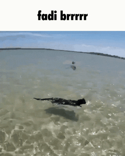 a cat is swimming in the ocean and the caption says fadi brrrr
