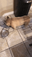 Frank Drinking Water French Bull Dog GIF