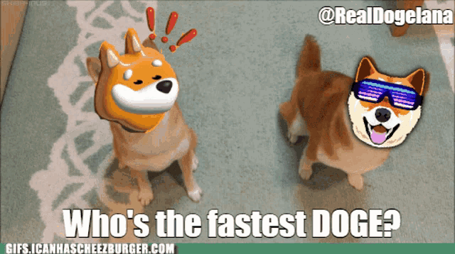 a picture of two dogs with the caption who 's the fastest doge on the bottom