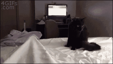 Cat Surprise GIF - Cat Surprise Ninja GIFs