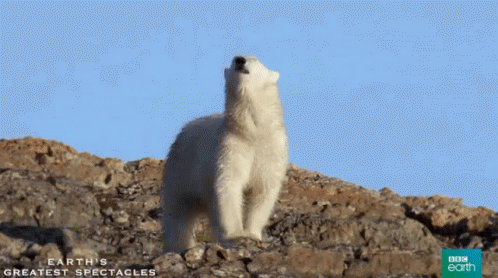 Ouch GIF - Polarbear Ow Ouch GIFs