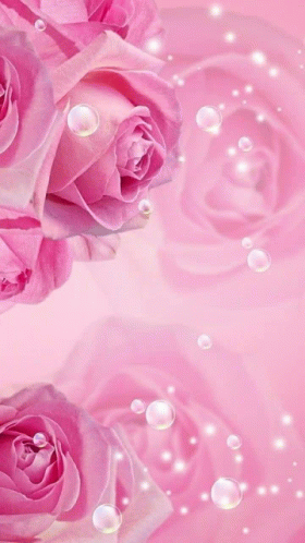 Pinks Pink5 GIF - Pinks Pink5 Pink Rose GIFs