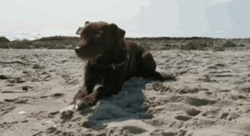 Hund Dog GIF - Hund Dog Strand GIFs